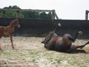 お母さん馬　砂の上でゴロゴロ