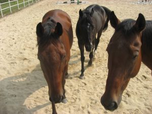 これぞホントの野次馬( ´∀｀ )