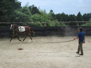 若馬　鞍付け調教中