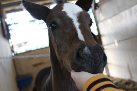 生後１か月仔馬