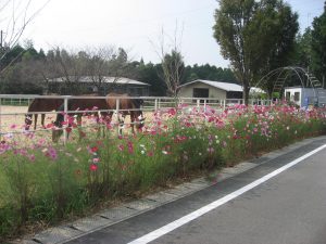 コスモスと馬たち