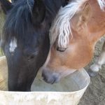水を飲む馬たち