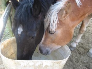 水を飲む馬たち