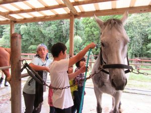 ジュニア　馬丸洗い