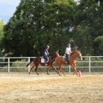 合わせ馬で調教中