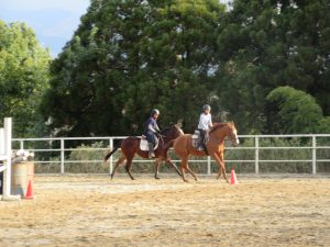 合わせ馬で調教中