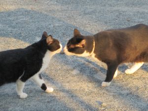 猫たちもごあいさつ💛