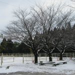 馬場　雪景色