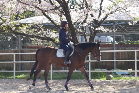 京夏　調教中